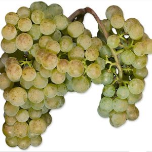 Albarino (1 Ton)